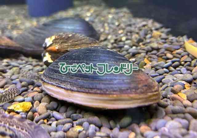 card-img