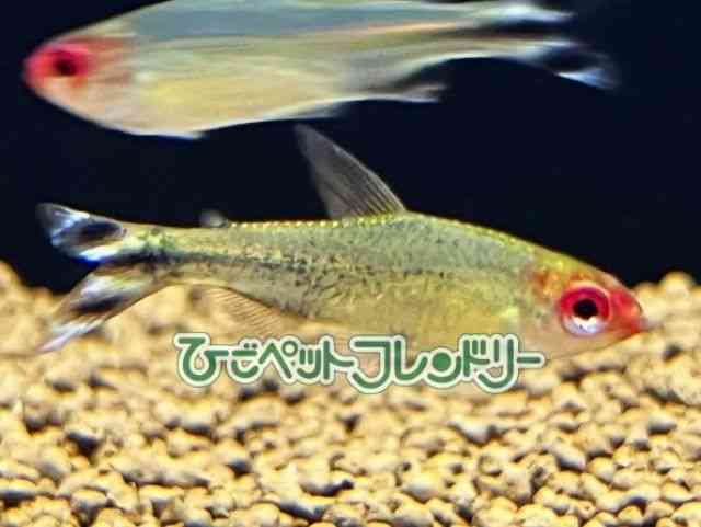 card-img