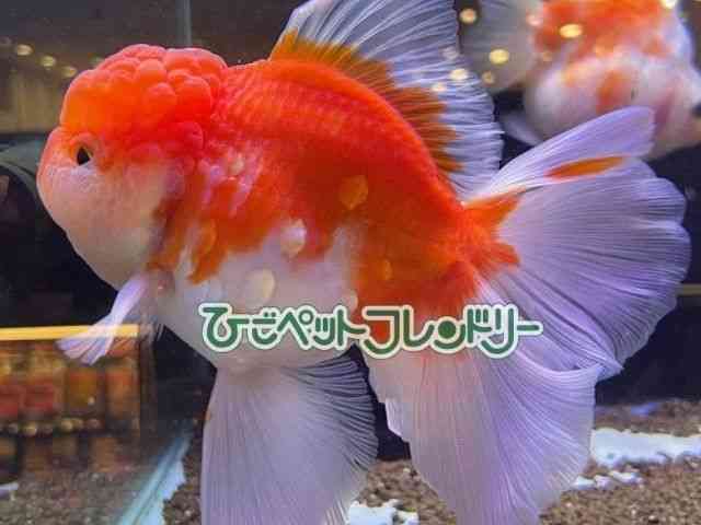 card-img