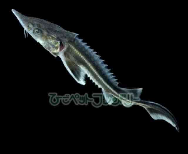 card-img