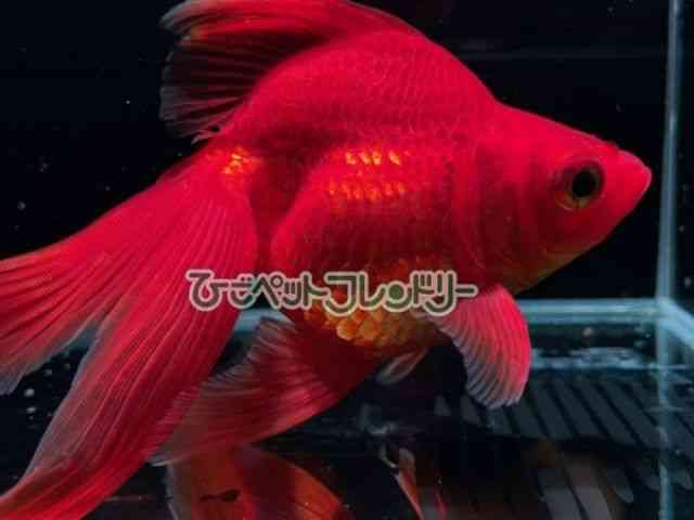 card-img