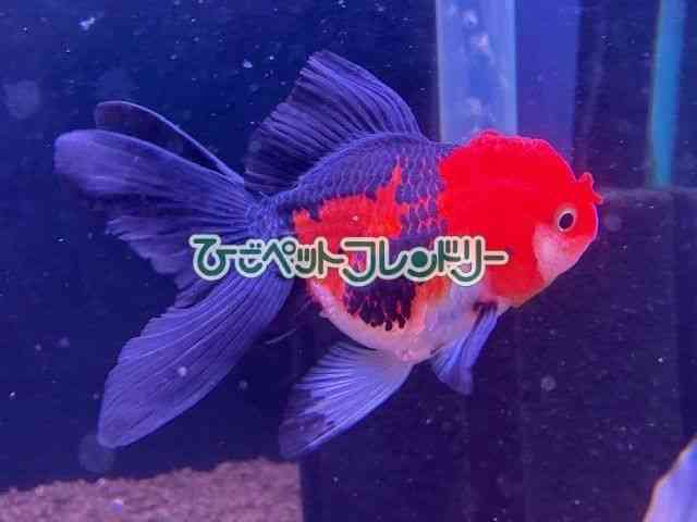 card-img