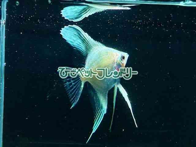 card-img
