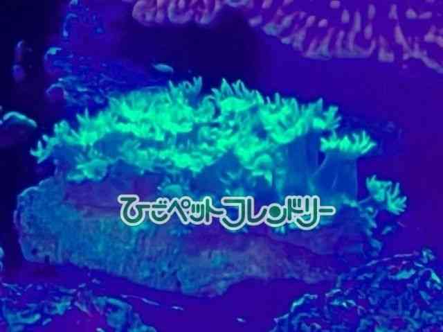 card-img