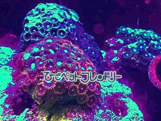 card-img