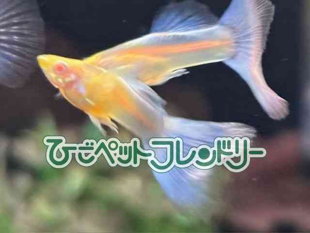 card-img