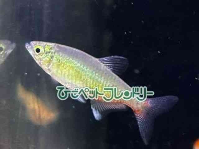 card-img