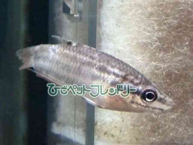 card-img