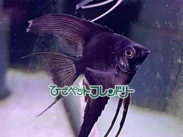 card-img