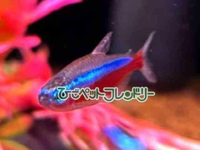 card-img