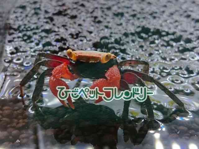 card-img
