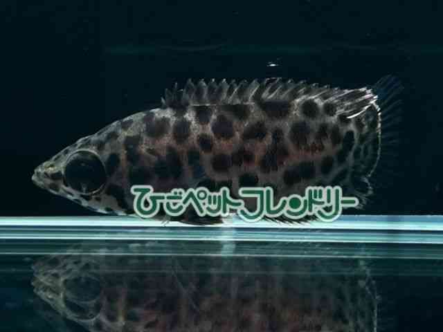 card-img