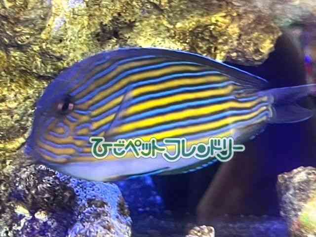 card-img