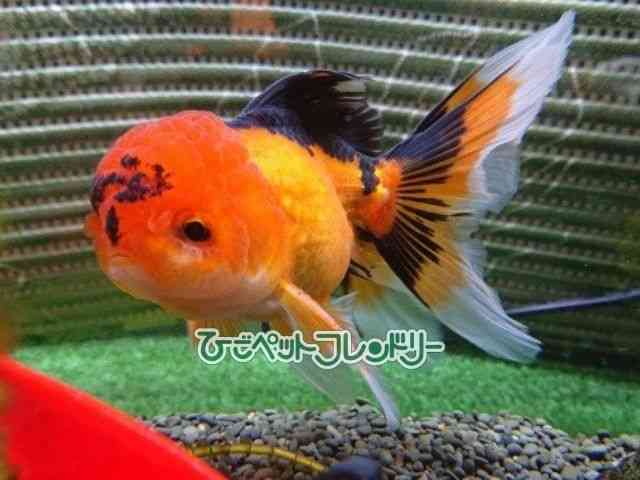 card-img