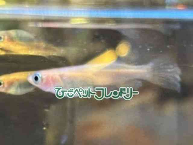 card-img