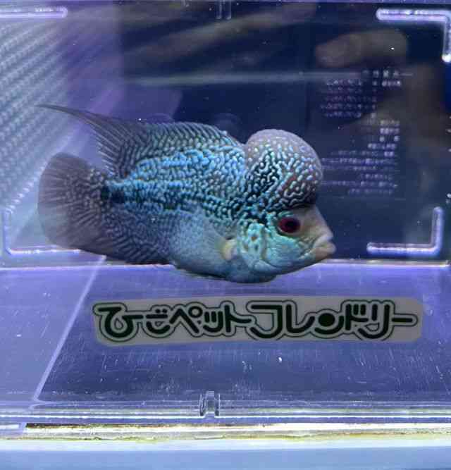 card-img