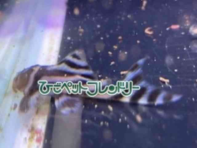 card-img