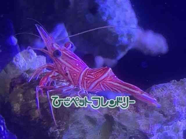 card-img