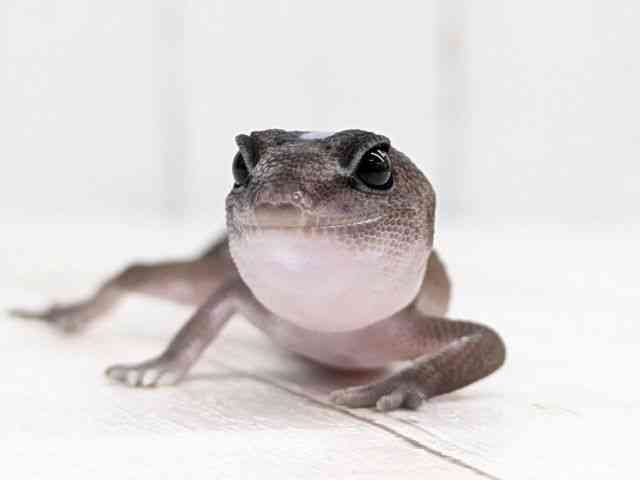 ニシアフリカトカゲモドキ