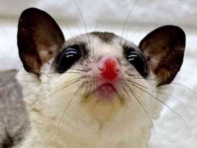 pet image