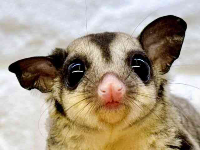 pet image