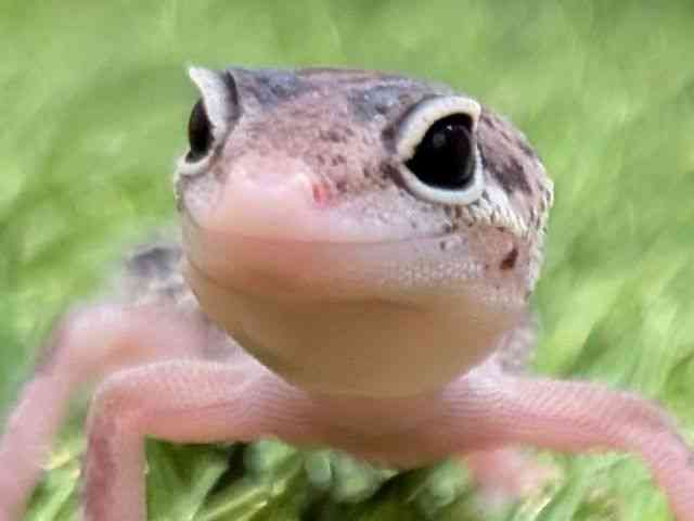 ヒョウモントカゲモドキ