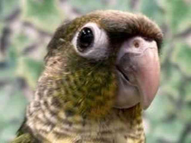 
                    ホオミドリアカオウロコインコ