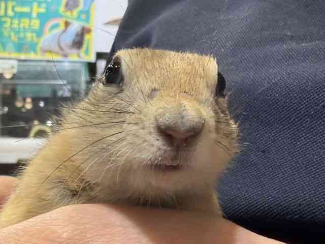 
                    リチャードソンジリス