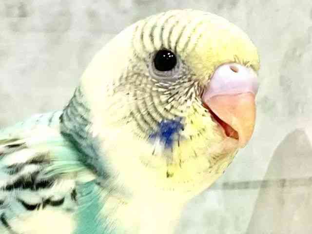 セキセイインコ[【カラー】レインボー系] | ひごペットフレンドリー