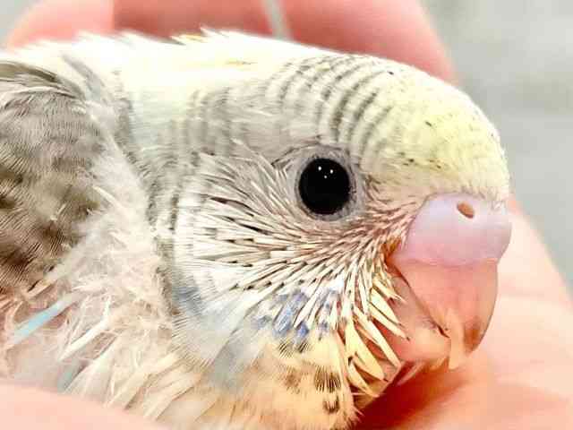 セキセイインコ[【カラー】レインボー系] | ひごペットフレンドリー