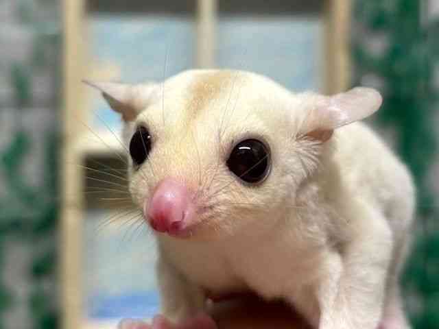 pet image