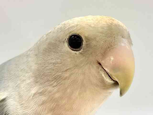 コザクラインコ[2026年6月5日(金) 10時グランドオープン！！] | ひご