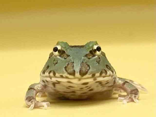 クランウェルツノガエル[グリーン] | ひごペットフレンドリー 【 公式