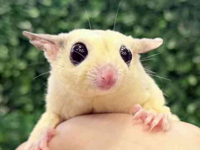 pet image