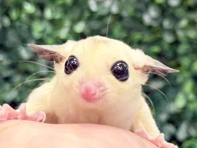 pet image