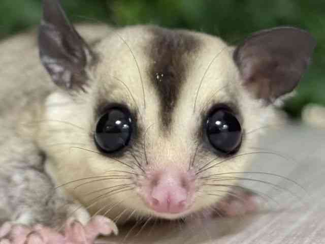 pet image