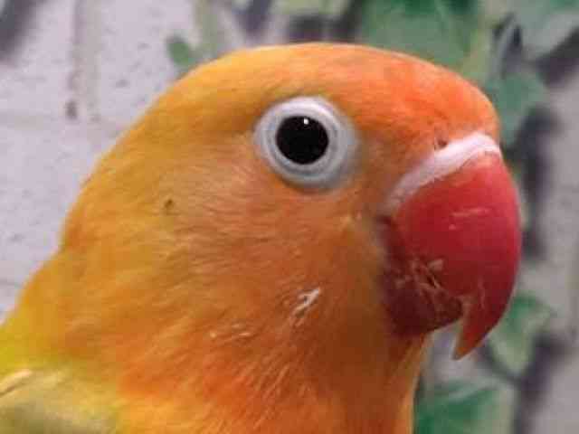 
                    ボタンインコ