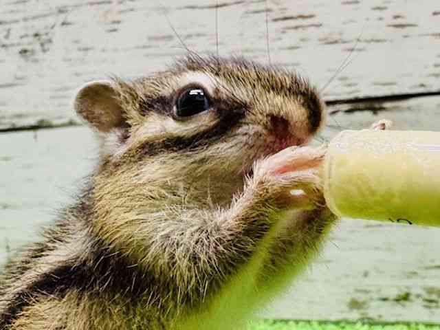
                    シマリス