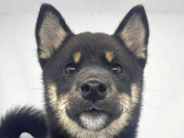 兵庫県の柴犬(標準サイズ) (ひごペットフレンドリーイオンタウン加古川店/2026年4月5日生まれ/男の子/黒)の子犬の1枚目の画像