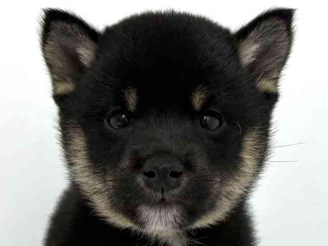 柴犬