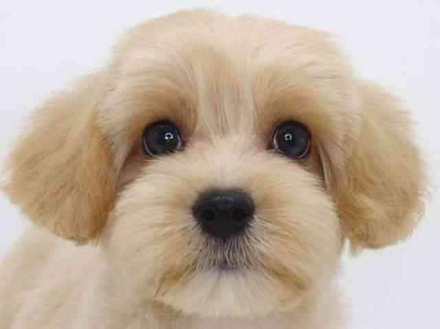 大阪府のハーフ犬・ミックス犬 (ひごペットフレンドリーいこらもーる泉佐野店/2026年4月3日生まれ/男の子/クリーム)の子犬の1枚目の画像