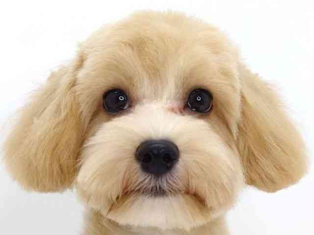 大阪府のハーフ犬・ミックス犬 (ひごペットフレンドリーイオン高槻店/2026年4月3日生まれ/男の子/クリーム)の子犬の1枚目の画像