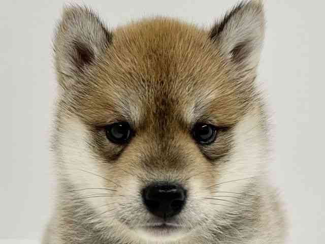 広島県のハーフ犬・ミックス犬 (ひごペットフレンドリーアルパーク広島店/2026年4月3日生まれ/女の子/赤)の子犬の1枚目の画像