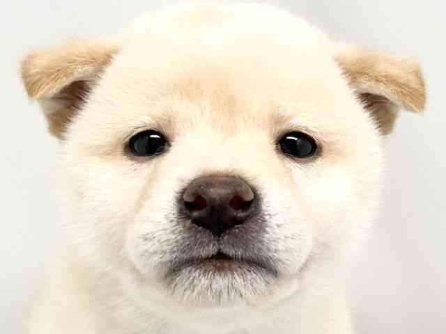 京都府の柴犬(標準サイズ) (ひごペットフレンドリー洛北阪急スクエア店/2026年4月3日生まれ/男の子/白)の子犬の1枚目の画像