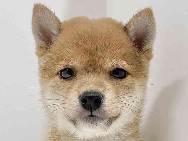 奈良県の柴犬(標準サイズ) (ひごペットフレンドリーイオンモール橿原ウエスト・ビレッジ店/2026年4月3日生まれ/男の子/赤)の子犬の1枚目の画像
