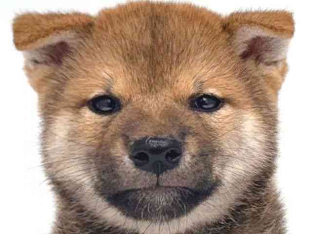 柴犬