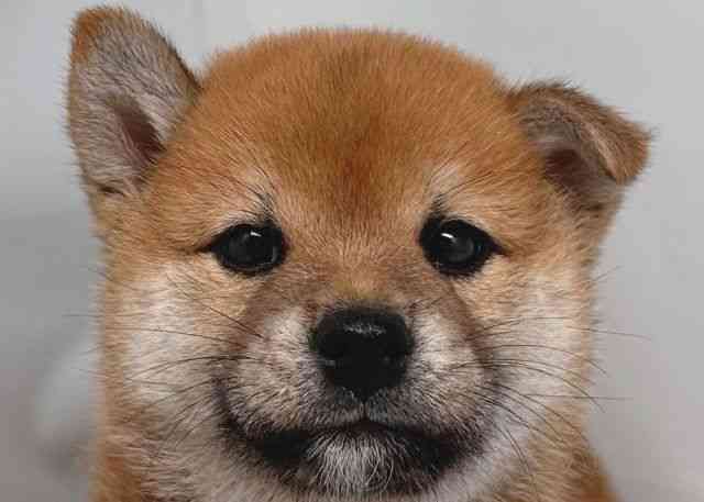 鳥取県の柴犬(標準サイズ) (ひごペットフレンドリーイオンモール鳥取北店/2026年4月6日生まれ/男の子/赤)の子犬の1枚目の画像
