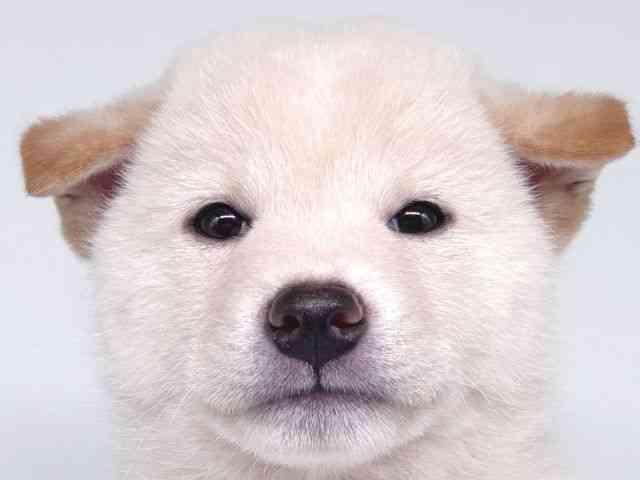 柴犬