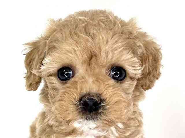 兵庫県のハーフ犬・ミックス犬 (ひごペットフレンドリーイトーヨーカドー明石店/2026年4月12日生まれ/女の子/アプリコット)の子犬
