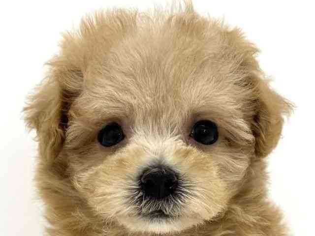 大阪府のハーフ犬・ミックス犬 (ひごペットフレンドリーくずはモール店/2026年4月11日生まれ/男の子/アプリコット)の子犬の1枚目の画像